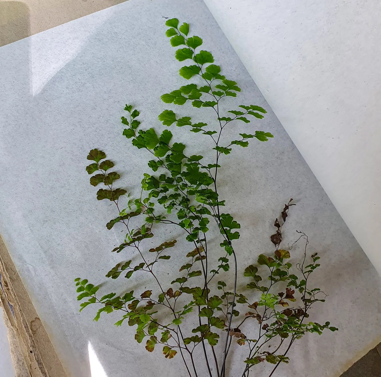 Βοτανικός Κήπος Κεφαλονιάς - Πάρκα Κεφαλονιά - Αξιοθέατα Κεφαλονιά