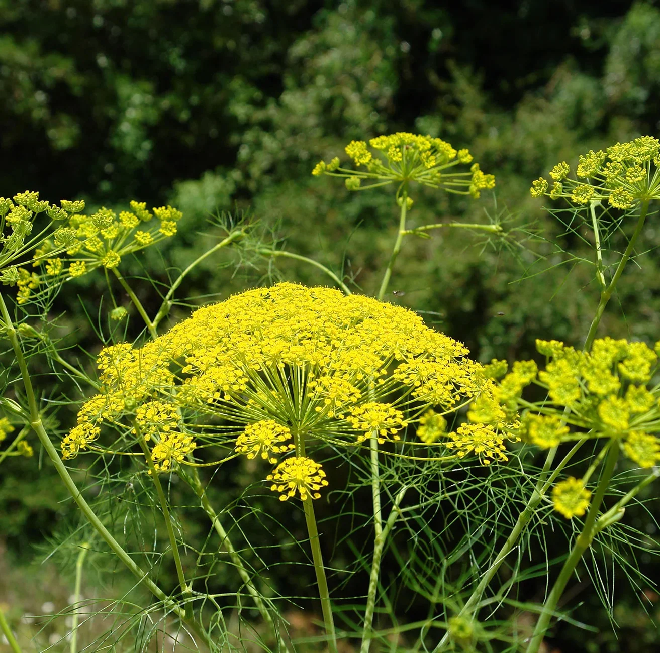 βοτανικός κήπος κεφαλονιάς, κήπος κεφαλονιά, πάρκο κεφαλονια, αξιοθέατα κεφαλονιά, 