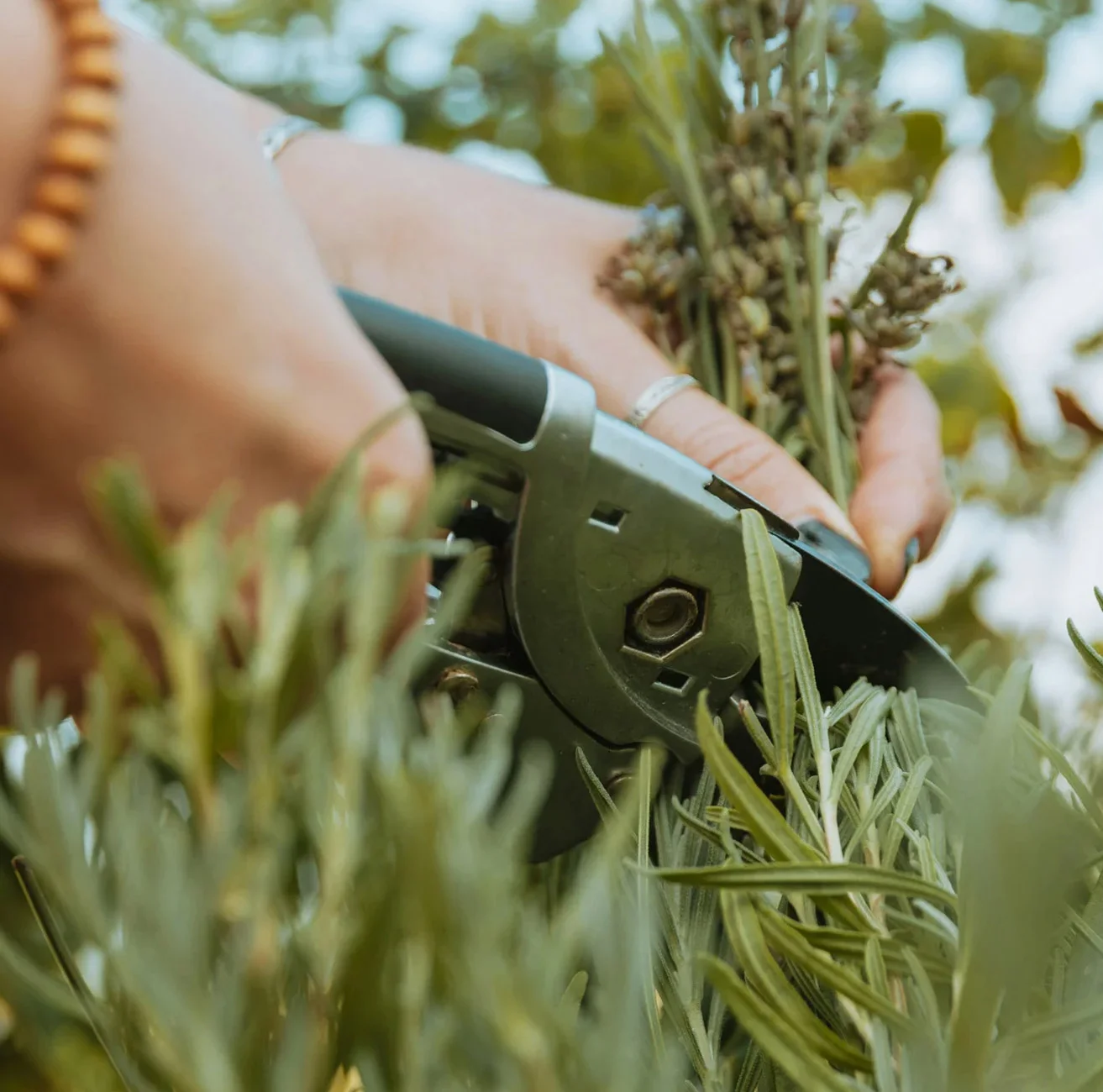 Βοτανικός Κήπος Κεφαλονιάς - Τι να δω στην Κεφαλονιά - Αξιοθέατα Κεφαλονιά