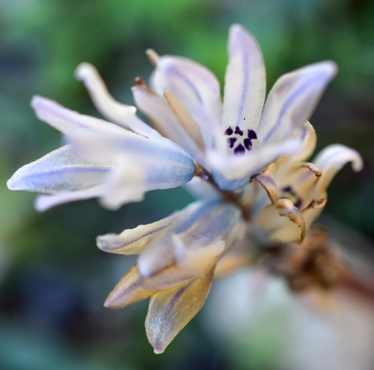 Αξιοθέατα Κεφαλονιά - Βοτανικός Κήπος Κεφαλονιάς - Πάρκα Κεφαλονιά