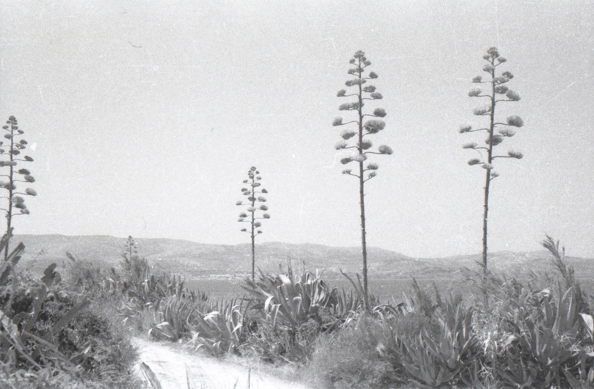 τι να δω στην κεφαλονιά, ,Ίδρυμα Φωκά-Κοσμετάτου, πάρκα και κήποι Κεφαλονιά,
