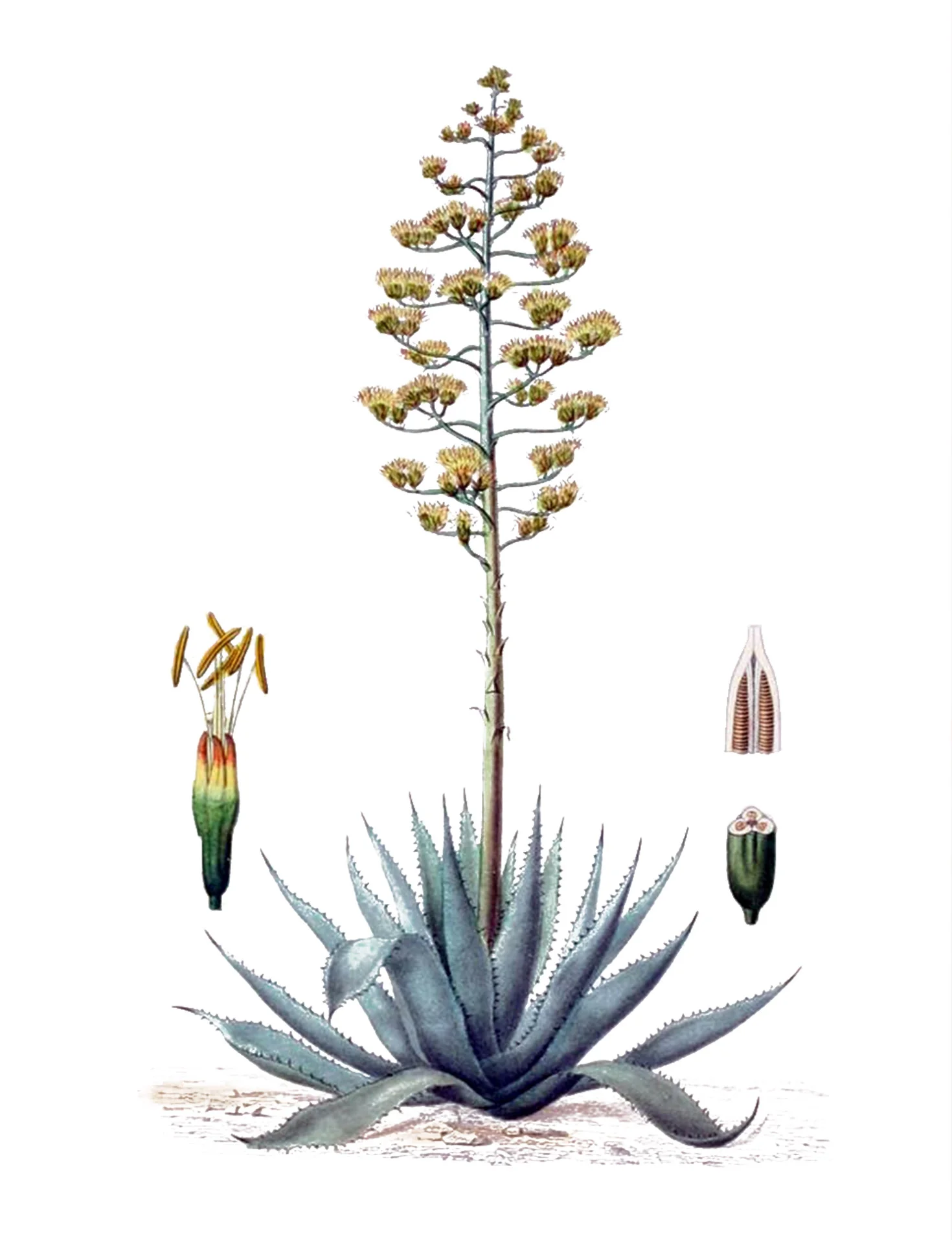 τι να δω στην κεφαλονιά, ,Ίδρυμα Φωκά-Κοσμετάτου, πάρκα και κήποι Κεφαλονιά,