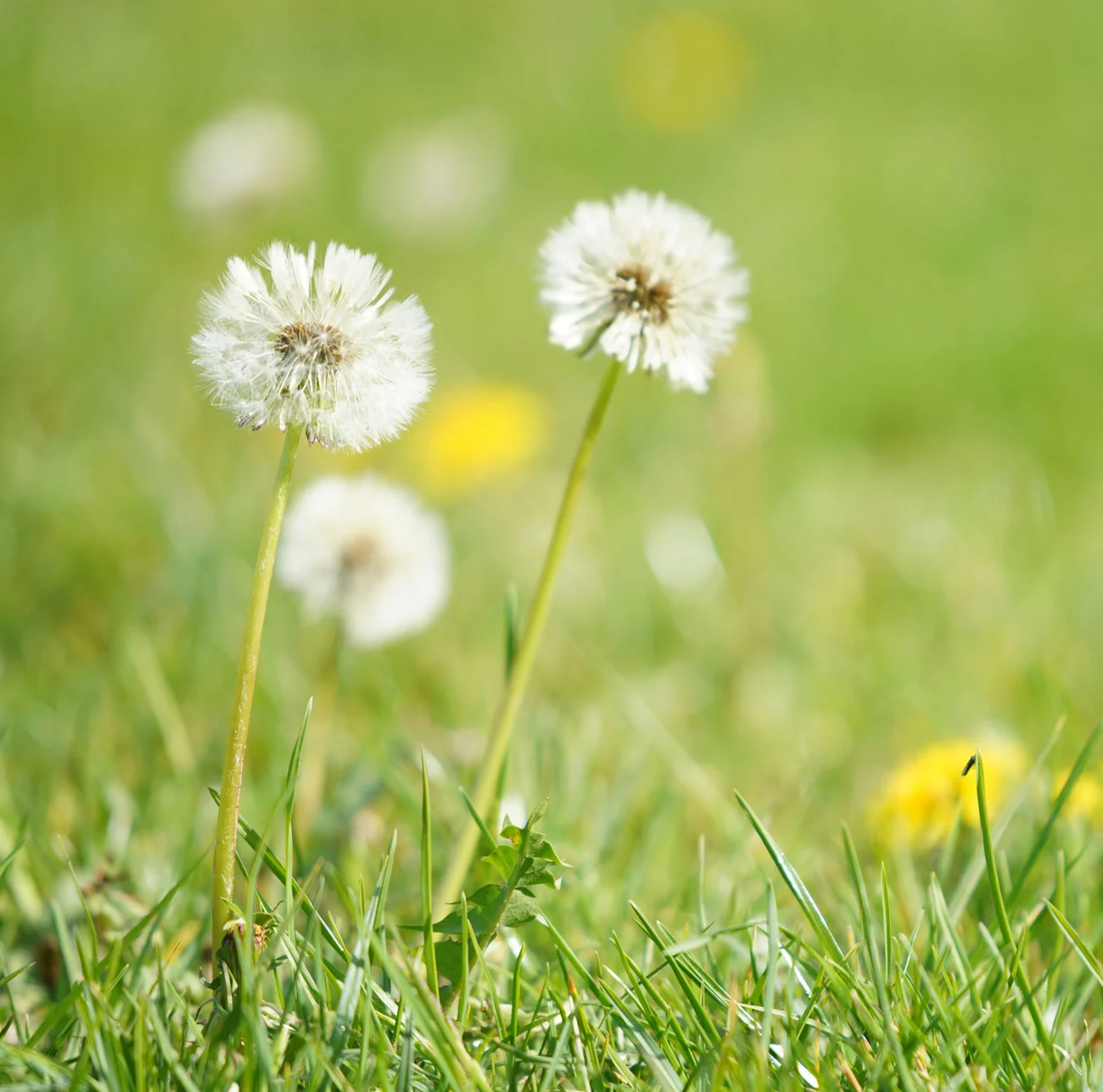 Βοτανικός Κήπος Κεφαλονιάς - Τι να δω στην Κεφαλονιά - Αξιοθέατα Κεφαλονιά