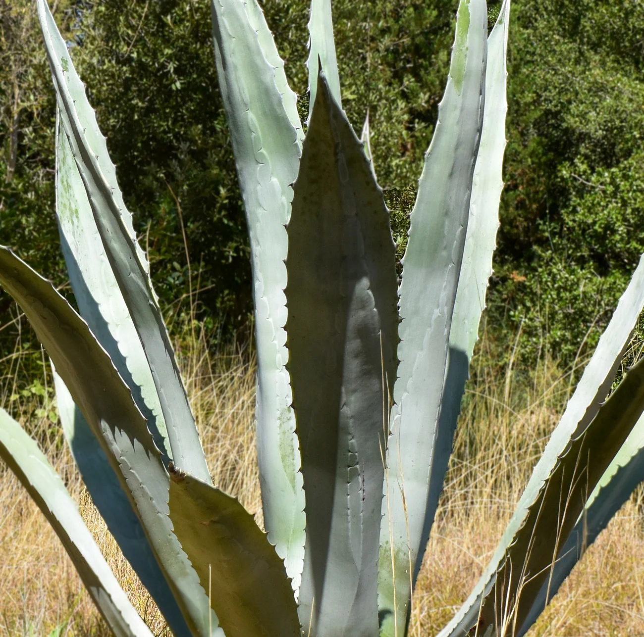 Βοτανικός Κήπος Κεφαλονιάς - Τι να δω στην Κεφαλονιά - Αξιοθέατα Κεφαλονιά