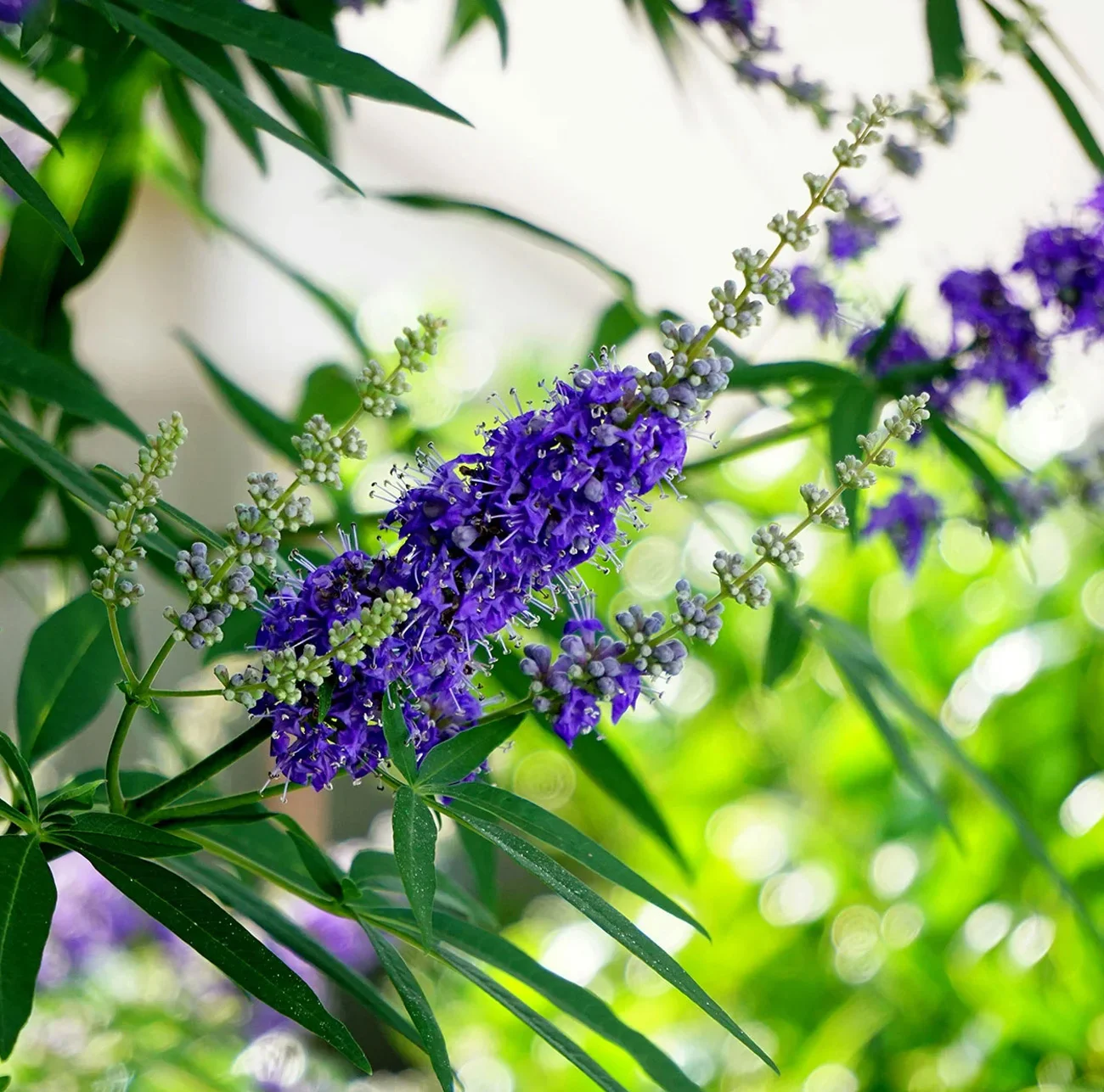 Βοτανικός Κήπος Κεφαλονιάς - Τι να δω στην Κεφαλονιά - Αξιοθέατα Κεφαλονιά