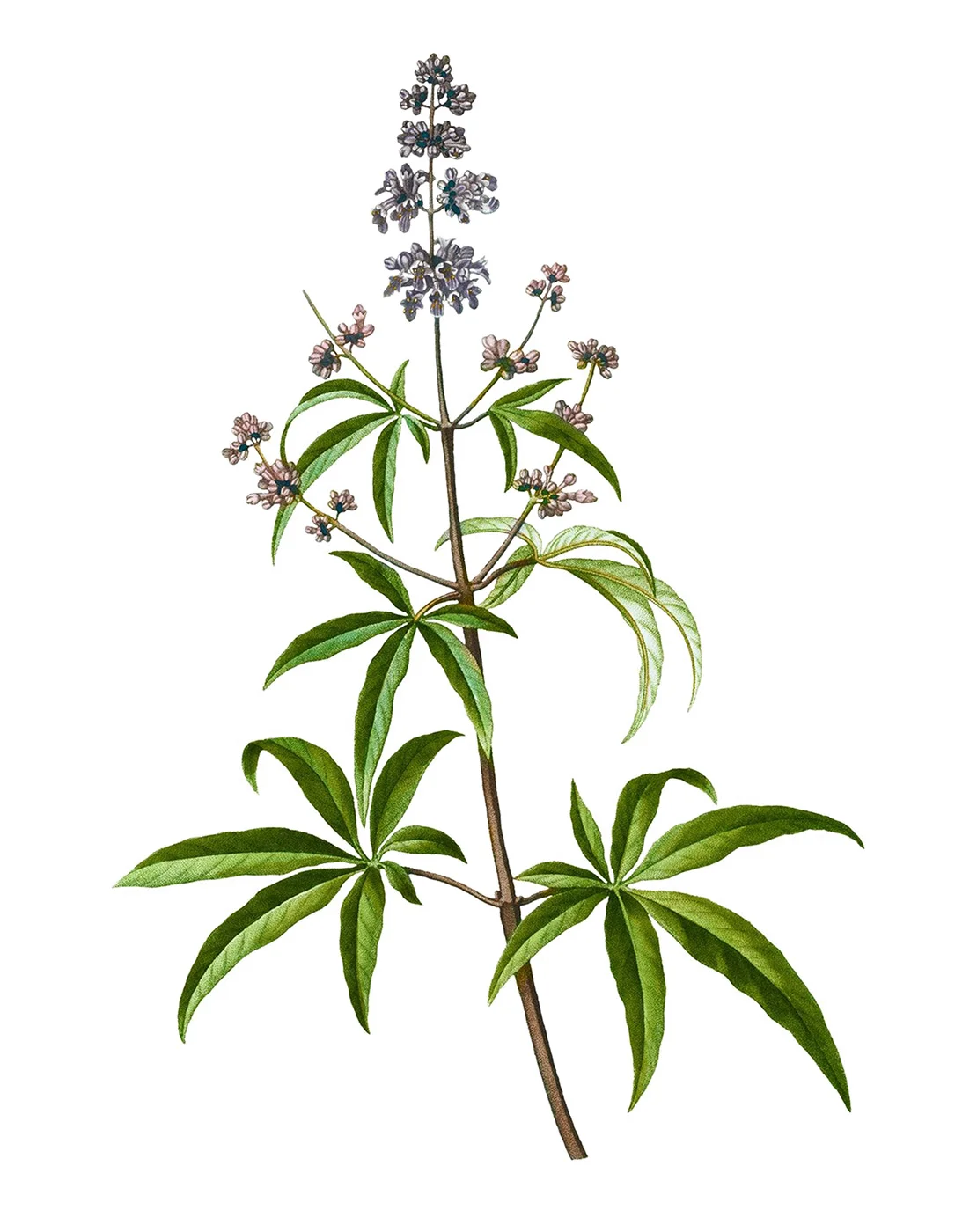 βοτανικός κήπος κεφαλονιάς, κήπος κεφαλονιά, πάρκο κεφαλονια, αξιοθέατα κεφαλονιά, Ίδρυμα Φωκά-Κοσμετάτου,