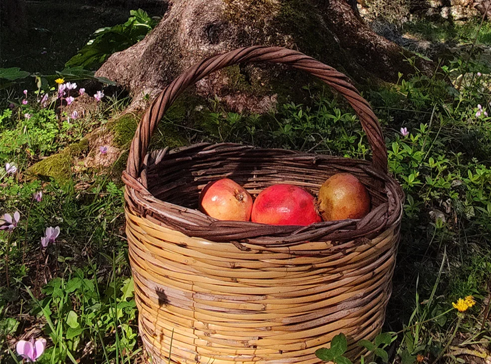 βοτανικός κήπος κεφαλονιάς, κήπος κεφαλονιά, πάρκο κεφαλονια, αξιοθέατα κεφαλονιά, Ίδρυμα Φωκά-Κοσμετάτου,